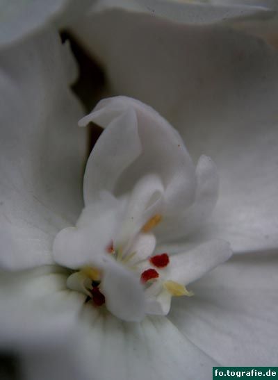 geranien-3 geranien-3