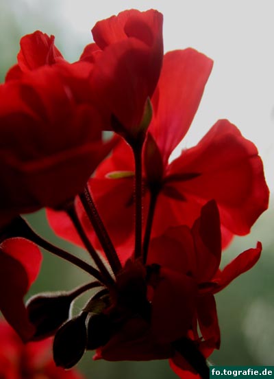 geranien-4 geranien-4