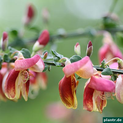 ginster cytisus ginster cytisus