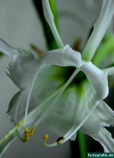 hymenocallis-003