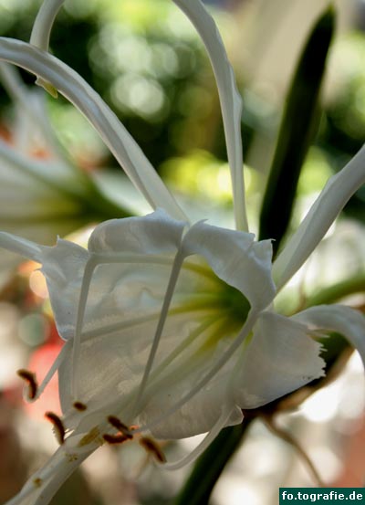 hymenocallis