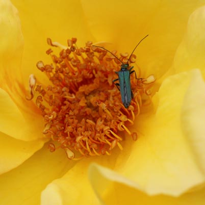 kaefer rosenbluete kaefer rosenbluete