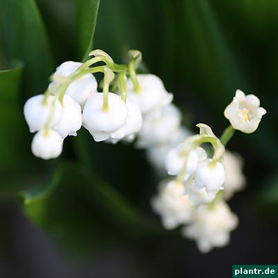 Maiglöckchen (Convallaria majalis) Maiglöckchen (Convallaria majalis)