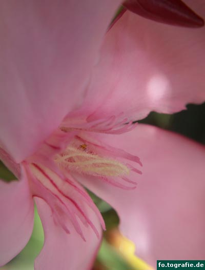 oleander-016a-kopie