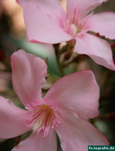 oleander-nerium-oleander1