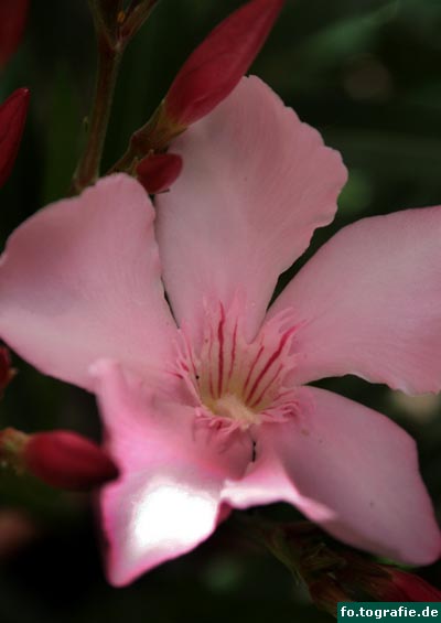 oleander-nerium