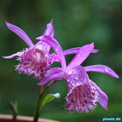 pleione limprichtii pleione limprichtii