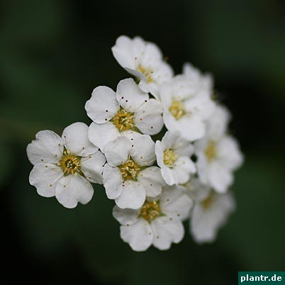 schneespiere spiraea schneespiere spiraea