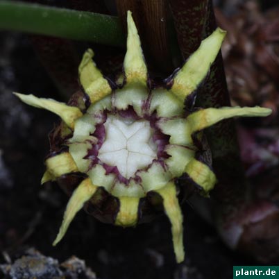 schusterpalme bluete