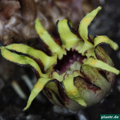 schusterpalme bluete