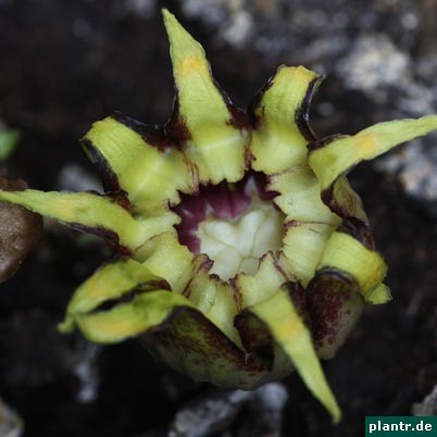 schusterpalme bluete