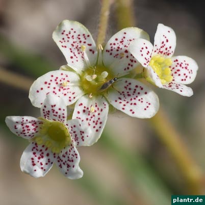 steinbrech saxifraga