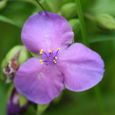 tradescantia dreimasterblume