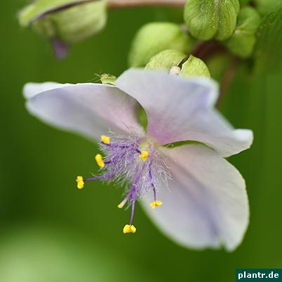 tradescantia