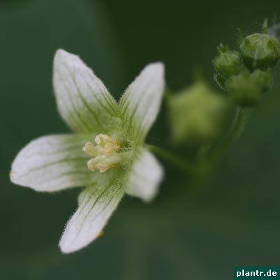 zaunruebe bryonia zaunruebe bryonia