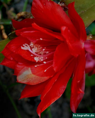 Garten Christel 6.09 013 Kopie