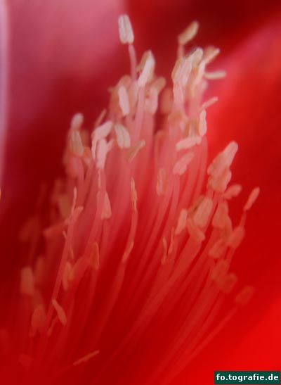 Garten Christel 6.09 030 Kopie