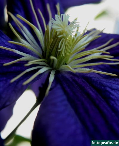 Garten Christel 6.09 096 Kopie