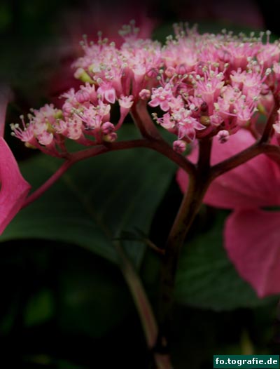 Hortensie (2)