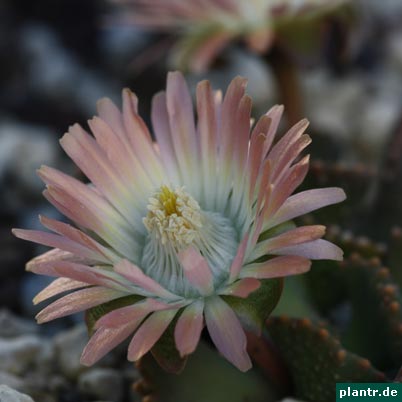aloinopsis malherbei aloinopsis malherbei