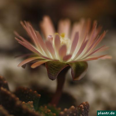 aloinopsis aloinopsis