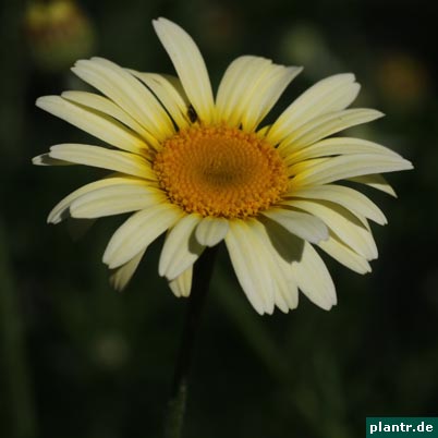 anthemis tinctoria anthemis tinctoria