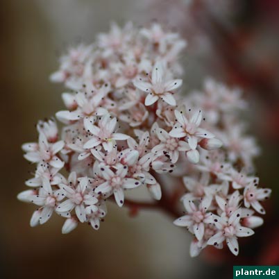 fetthenne sedum fetthenne sedum