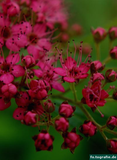 kleine-rote-bluten-1