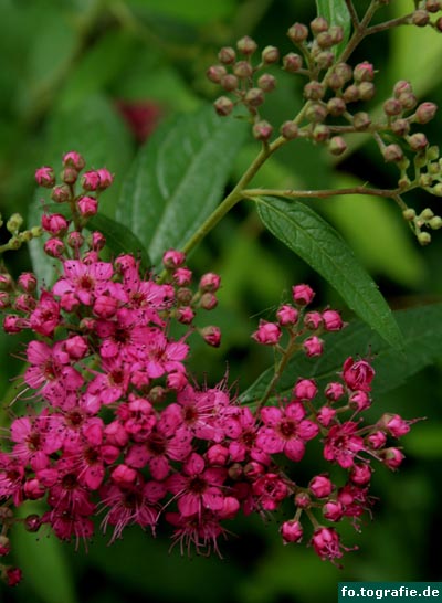 kleine-rote-bluten-2