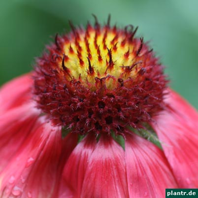 kokardenblume gaillardia