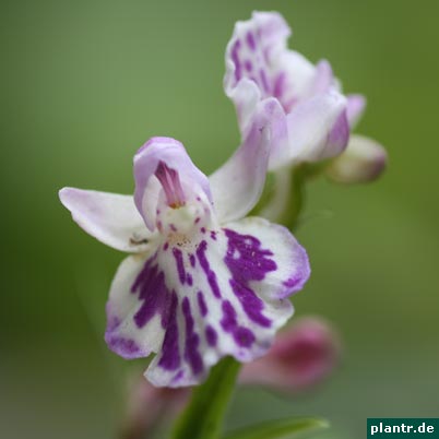 ponerorchis graminifolia