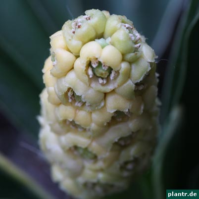 rohdea-blueten rohdea-blueten