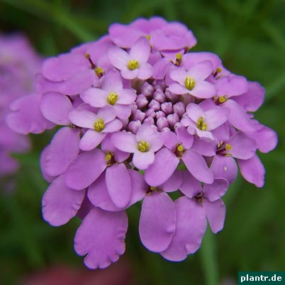 schleifenblume schleifenblume