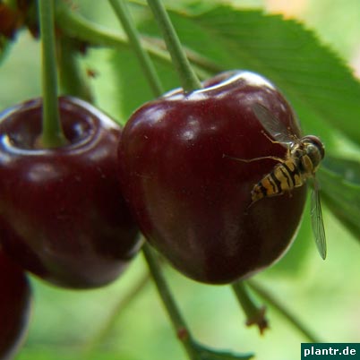 schwebfliege kirsche