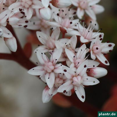 sedum fetthenne sedum fetthenne