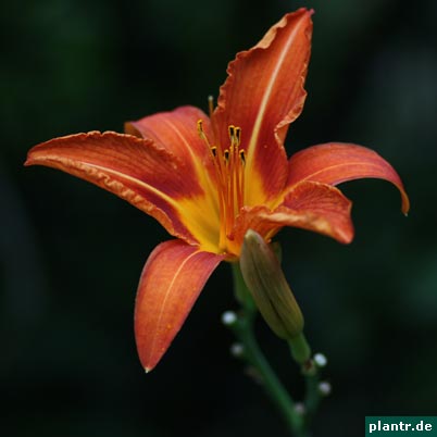 taglilie hemerocallis taglilie hemerocallis