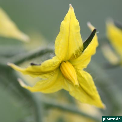 tomatenbluete solanum