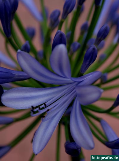 Agapanthus 1