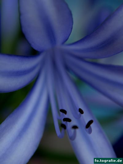 Agapanthus 2