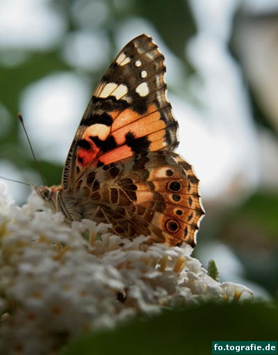 Schmetterling auf Flieder1 Kopie