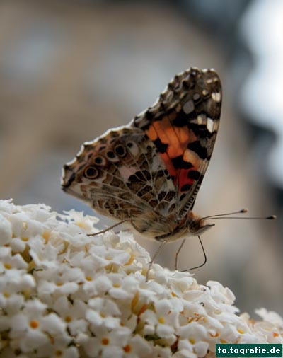 Schmetterling auf Flieder2 Kopie