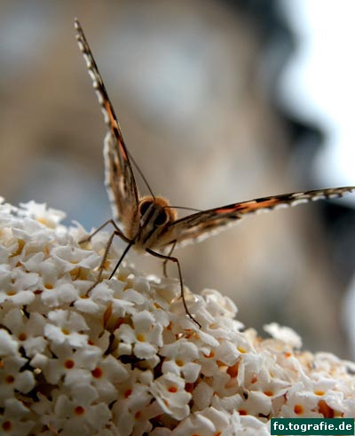Schmetterling auf Flieder3 Kopie