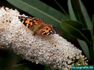Schmetterling auf Flieder4 Kopie