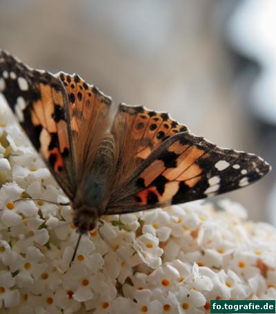 Schmetterling auf Flieder5 Kopie