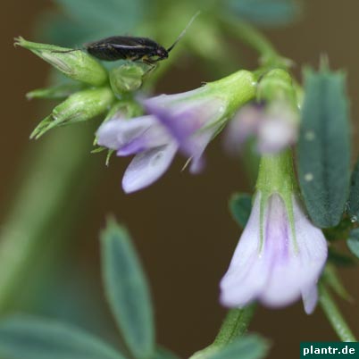 alfalfa-bluete alfalfa-bluete