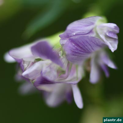alfalfa-bluete alfalfa-bluete