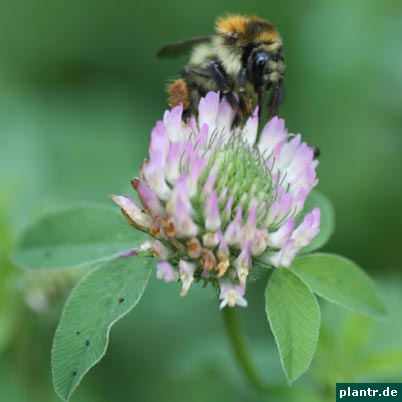 hummel auf kleebluete