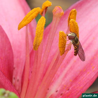 lilie schwebfliege
