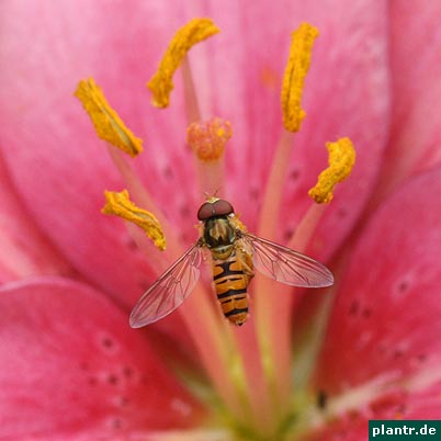 schwebfliege auf lilie