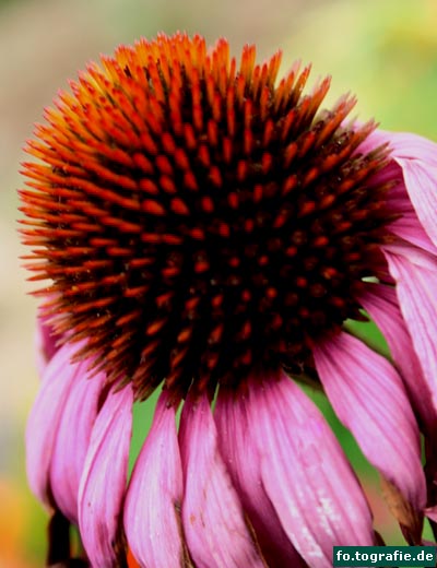 Echinacea purpurea 2